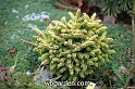 wbgarden dwarf conifers 44